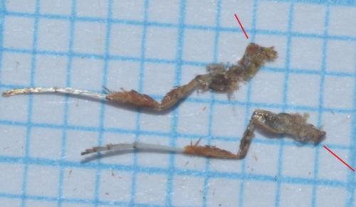 Caloptilia elongella